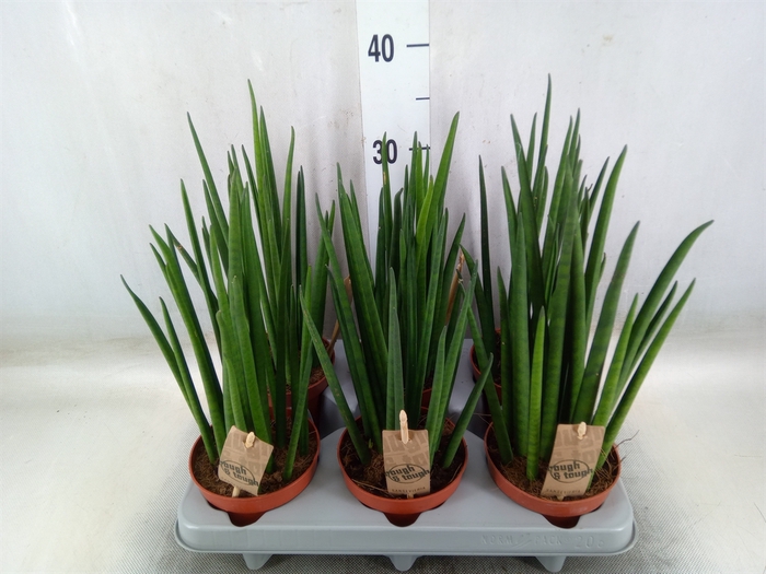 <h4>Sansevieria bacularis</h4>