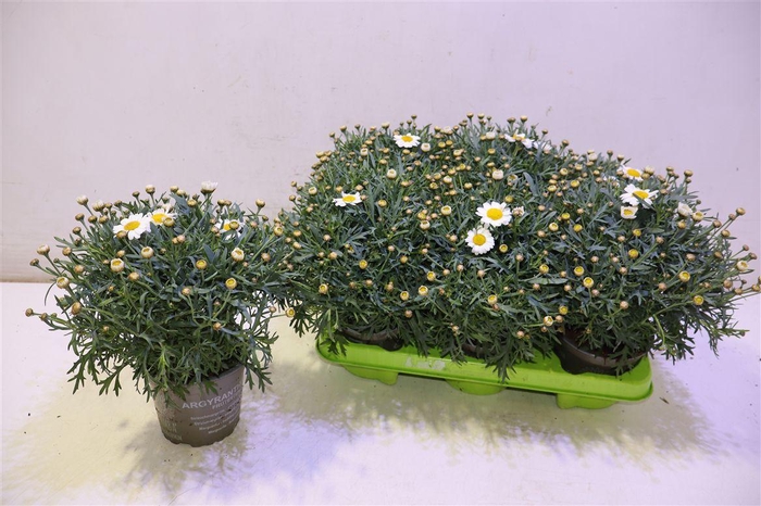 <h4>arr8 Arg Simba White</h4>