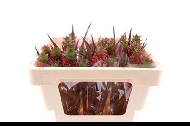 <h4>ANANAS LUCIDUS</h4>