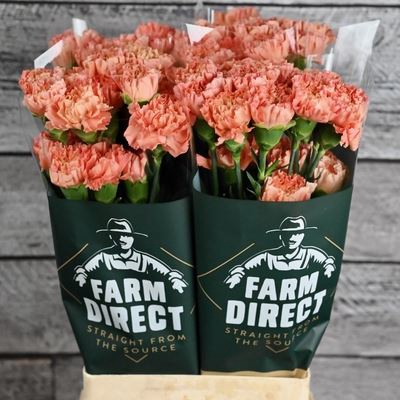<h4>Dianthus ST 'Hermes Orange'</h4>
