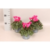 Cyclamen Super Serie Neon Pink