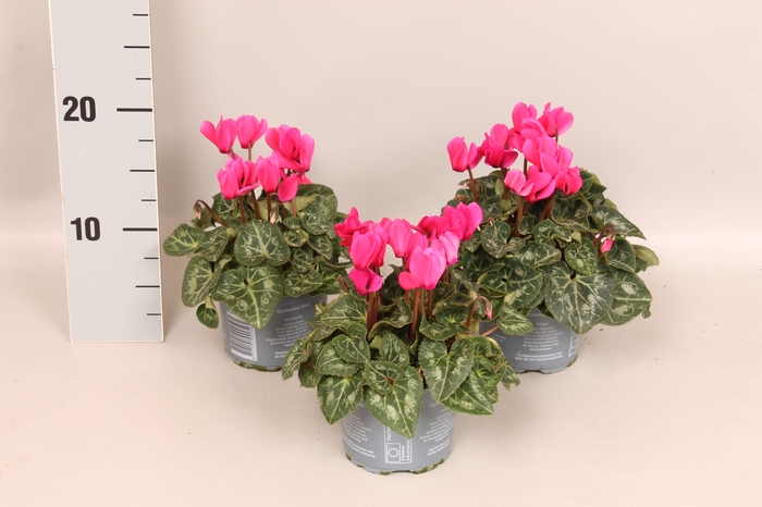 Cyclamen Super Serie Neon Pink