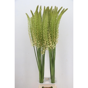EREMURUS ALASKA
