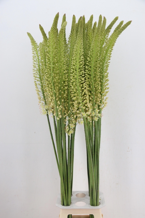 <h4>EREMURUS ALASKA</h4>