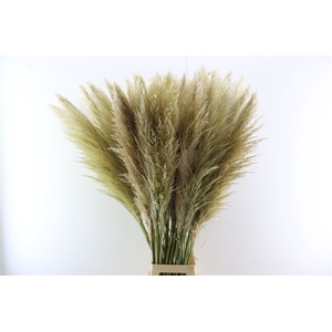 Cortaderia Evita 120cm