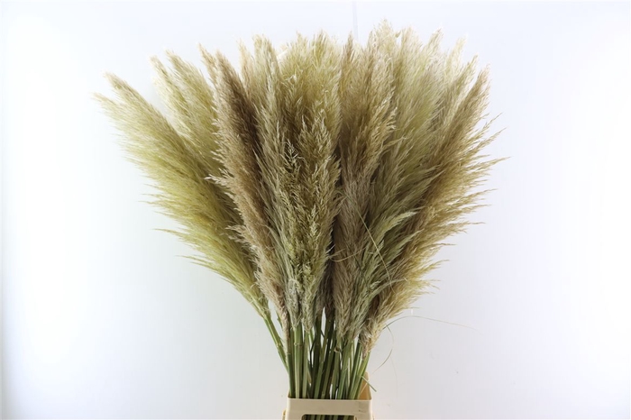 <h4>Cortaderia Evita 120cm</h4>