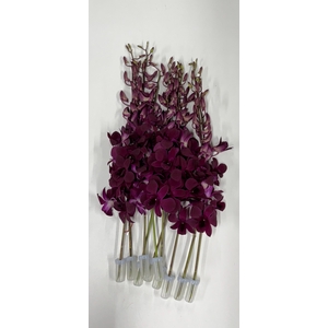 DENDR MAD POMPADOUR DIANG SIAM PURPLE