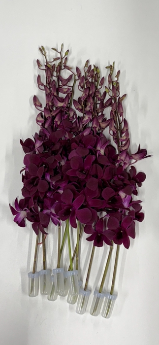 <h4>DENDR MAD POMPADOUR DIANG SIAM PURPLE</h4>