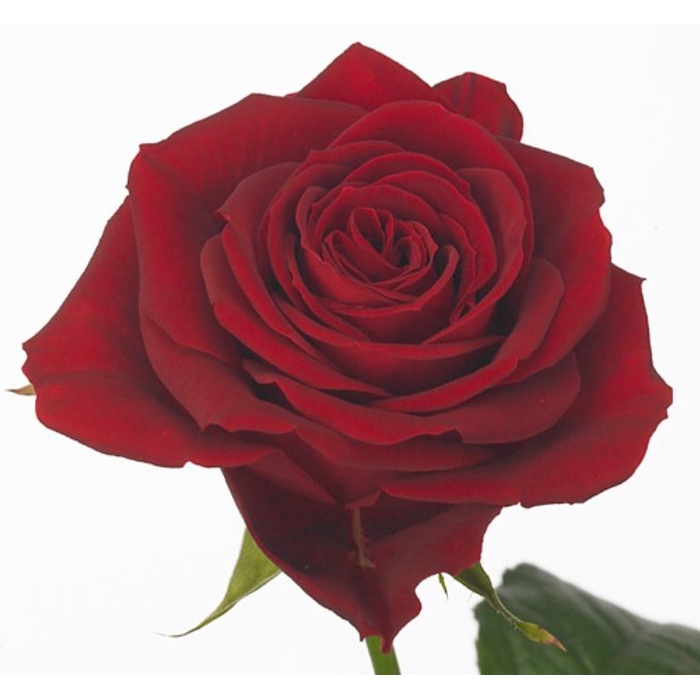 <h4>Rosa Furiosa</h4>