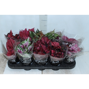 BEGONIA BELEAF P11 PO