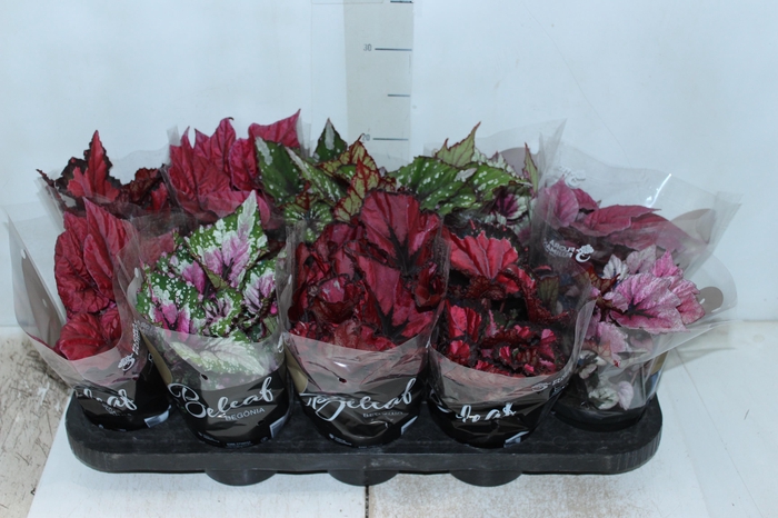<h4>BEGONIA BELEAF P11 PO</h4>