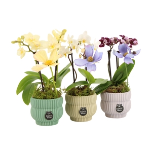 11556: Consideration arrangement