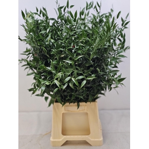 RUSCUS MIDDEL PB