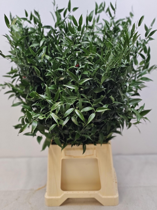 <h4>RUSCUS MIDDEL PB</h4>