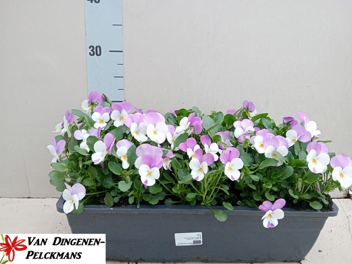 <h4>VIO CO TW ROSE+EYE</h4>