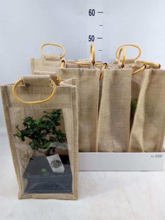 <h4>Bonsai   ...mix</h4>