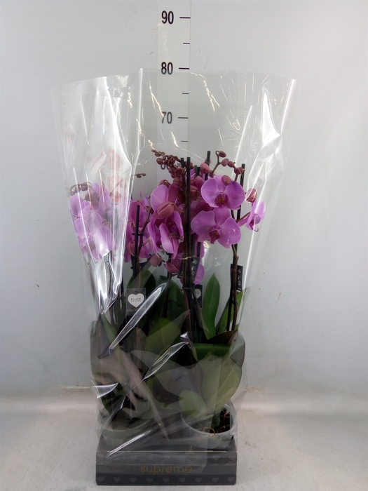 <h4>Phalaenopsis  'Ant Orlando'</h4>