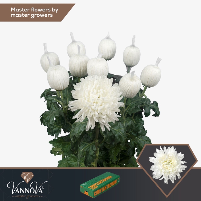 <h4>CHRYSANTHEMUM PL 'ANTONOV'</h4>