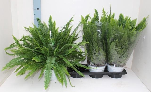 <h4>NEPHR EX SONATA</h4>