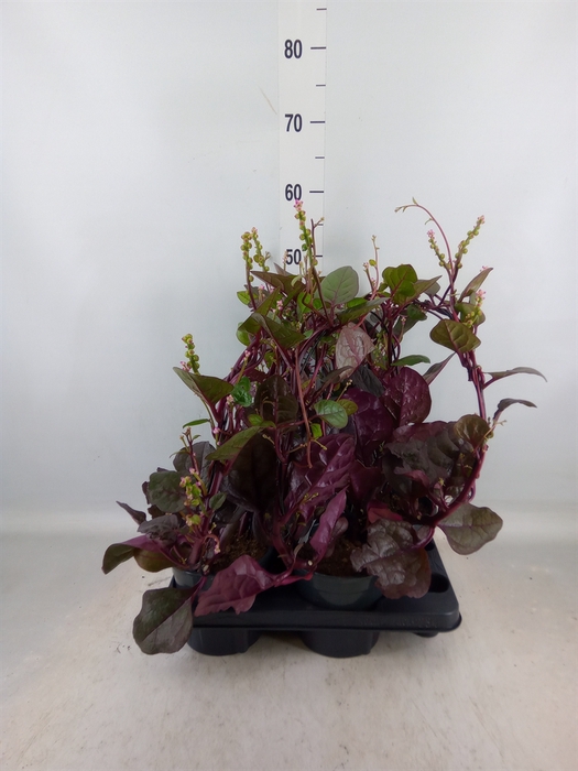 <h4>Basella alba 'Rosebud'</h4>