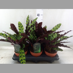 Calathea lancifolia