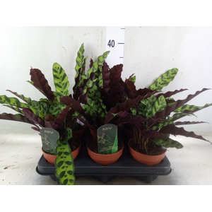 Calathea lancifolia