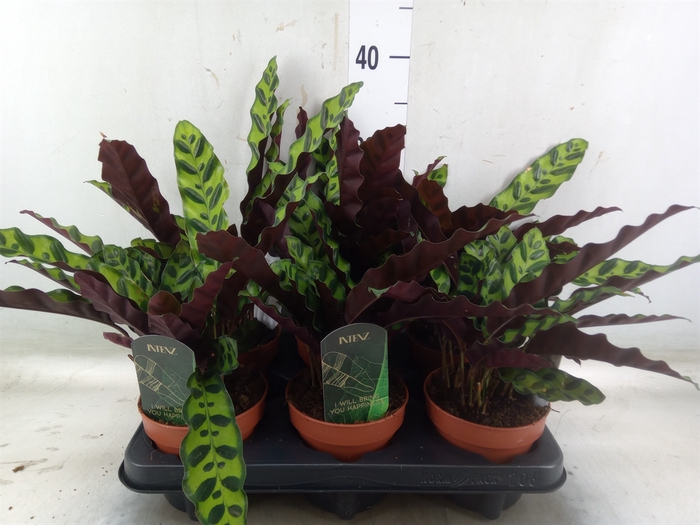<h4>Calathea lancifolia</h4>