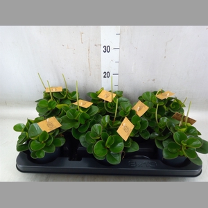 Peperomia obt. 'Obtipan'