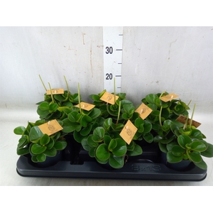 Peperomia obt. 'Obtipan'
