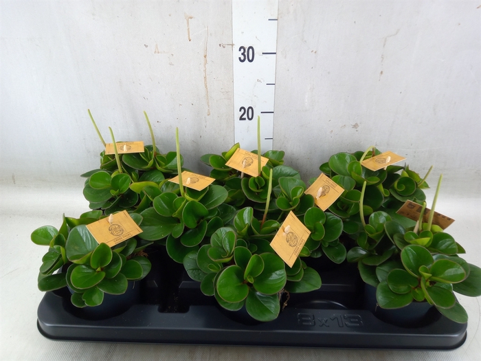 <h4>Peperomia obt. 'Obtipan'</h4>