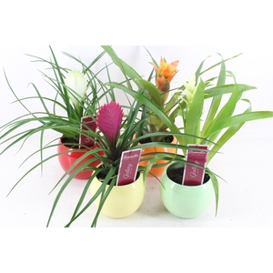 arr3 ZS - Bromelia bolpot mix