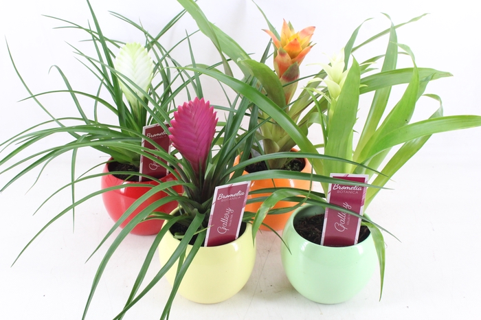 <h4>arr3 ZS - Bromelia bolpot mix</h4>