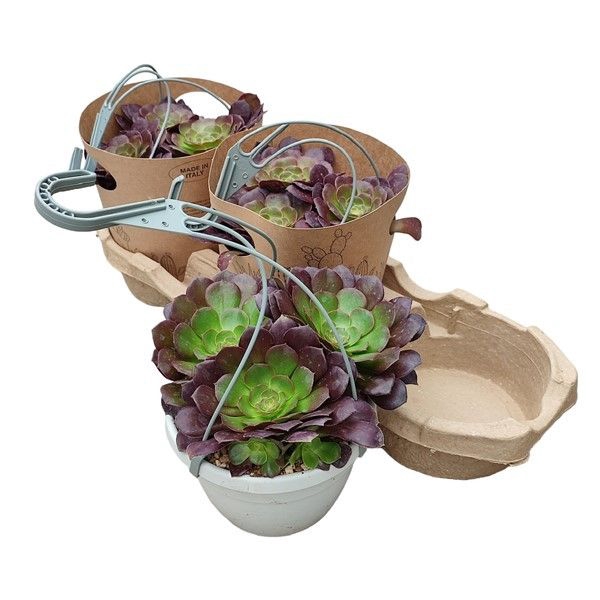 <h4>Aeonium Arboreum Atropurpureum</h4>