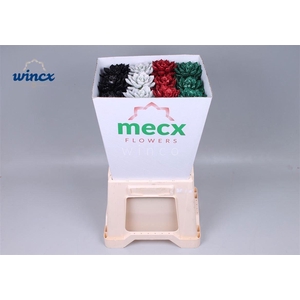 Echeveria Glitter X-mas Mix (mecx Flowers)