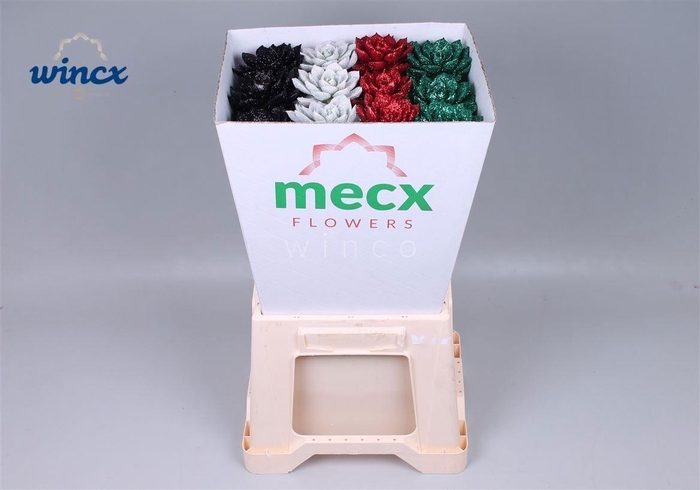 <h4>Echeveria Glitter X-mas Mix (mecx Flowers)</h4>