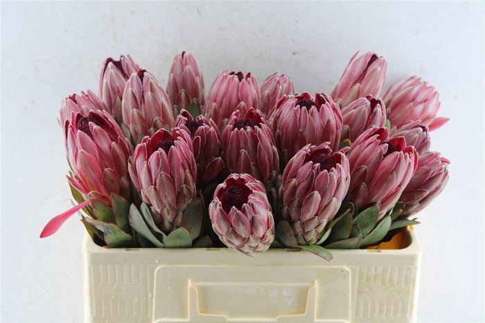 <h4>PROTEA OV PER STUK</h4>