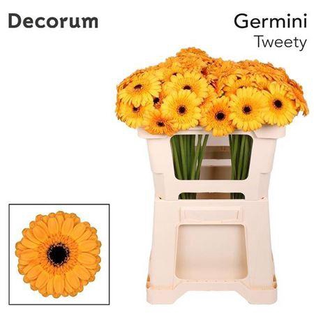 <h4>Ge Mi Tweety</h4>