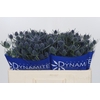 Eryngium Blue Dynamite