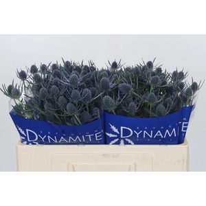 Eryngium Blue Dynamite