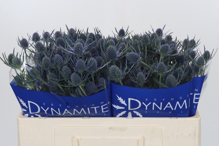 <h4>Eryngium Blue Dynamite</h4>