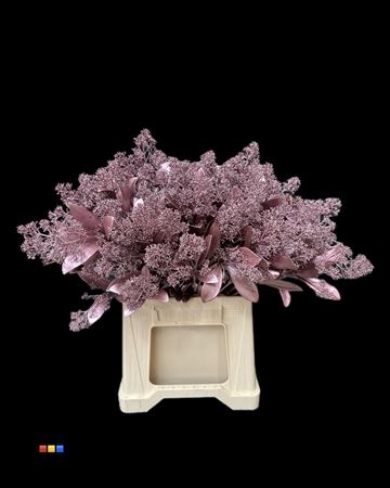 Skimmia Metallic Pink