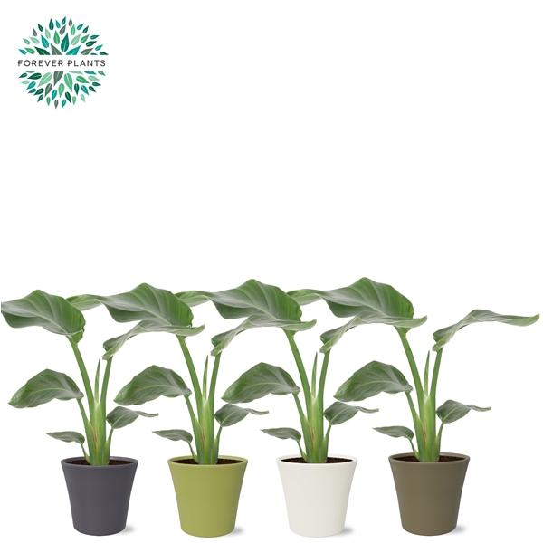 <h4>Strelitzia Nicolai p14 in COCO Keramiek</h4>