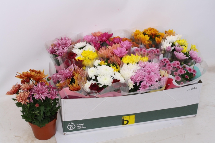 <h4>CHRYS GEM 7 KL</h4>