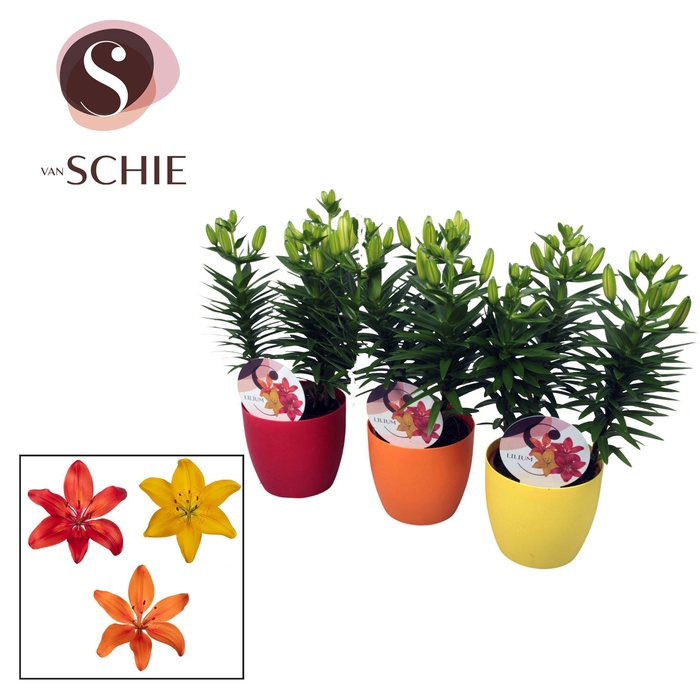 <h4>Aziaat Mix 13cm DECOPOT</h4>