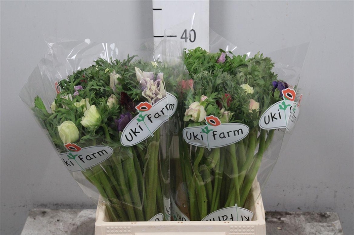 <h4>Anem Co Galil Pastel</h4>