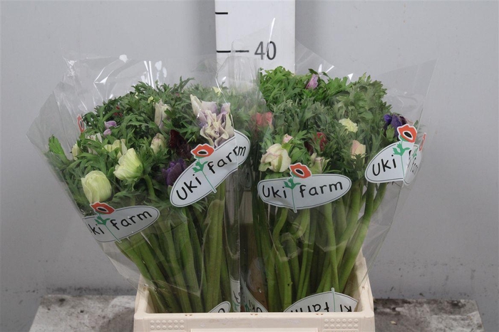 <h4>Anem Co Galil Pastel</h4>