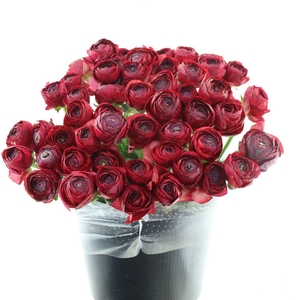 Ran Su Sr 778 Borderaux Extra