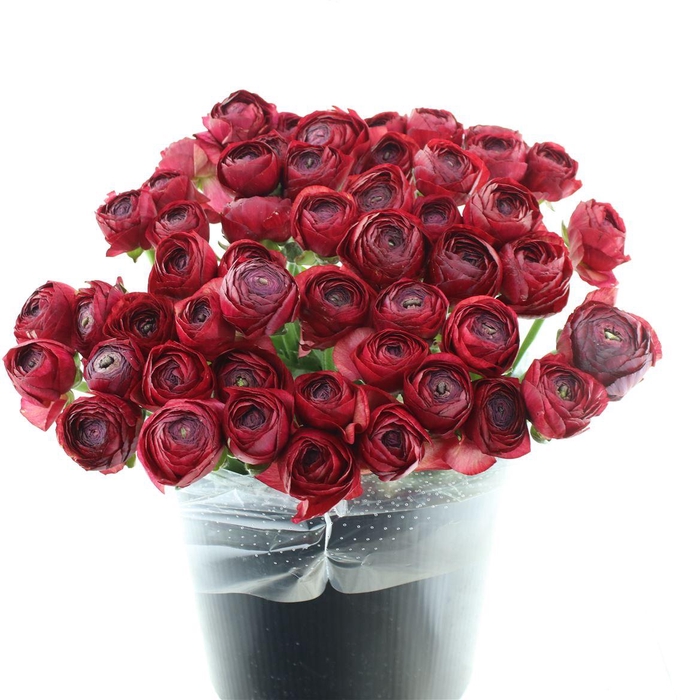 <h4>Ran Su Sr 778 Borderaux Extra</h4>