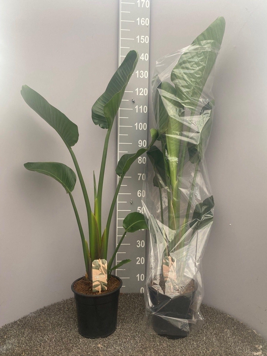 <h4>Strelitzia Nicolai 1pp</h4>