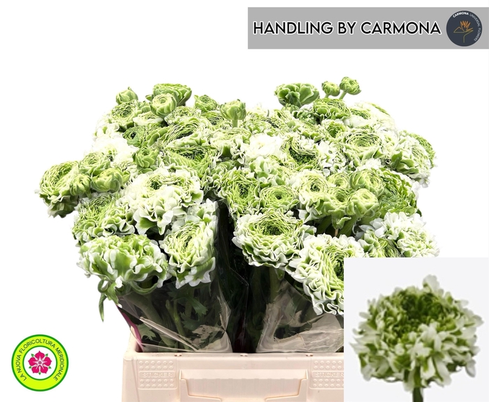 <h4>RAN PON PON IGLOO</h4>